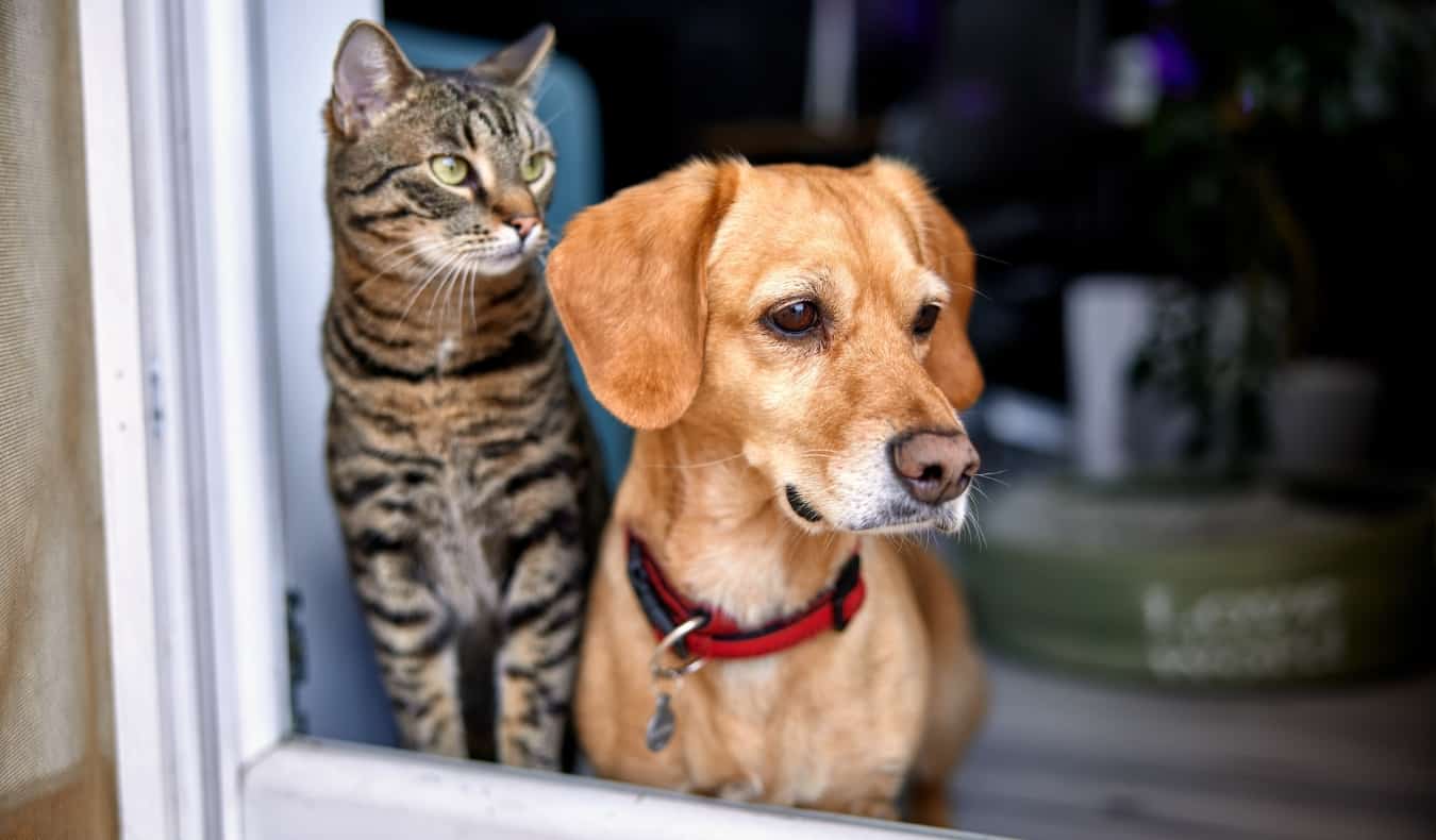 A cat and a dog looking out a glass door