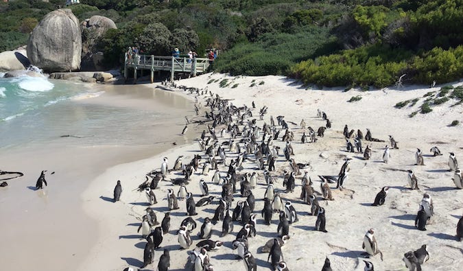 penguins gathering along the sandy beach in South Africa