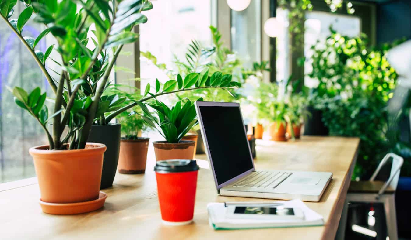 A laptop on a desk inside an office with lots of plants