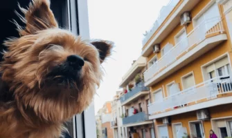 A small dog looking out the window as it travels around Europe